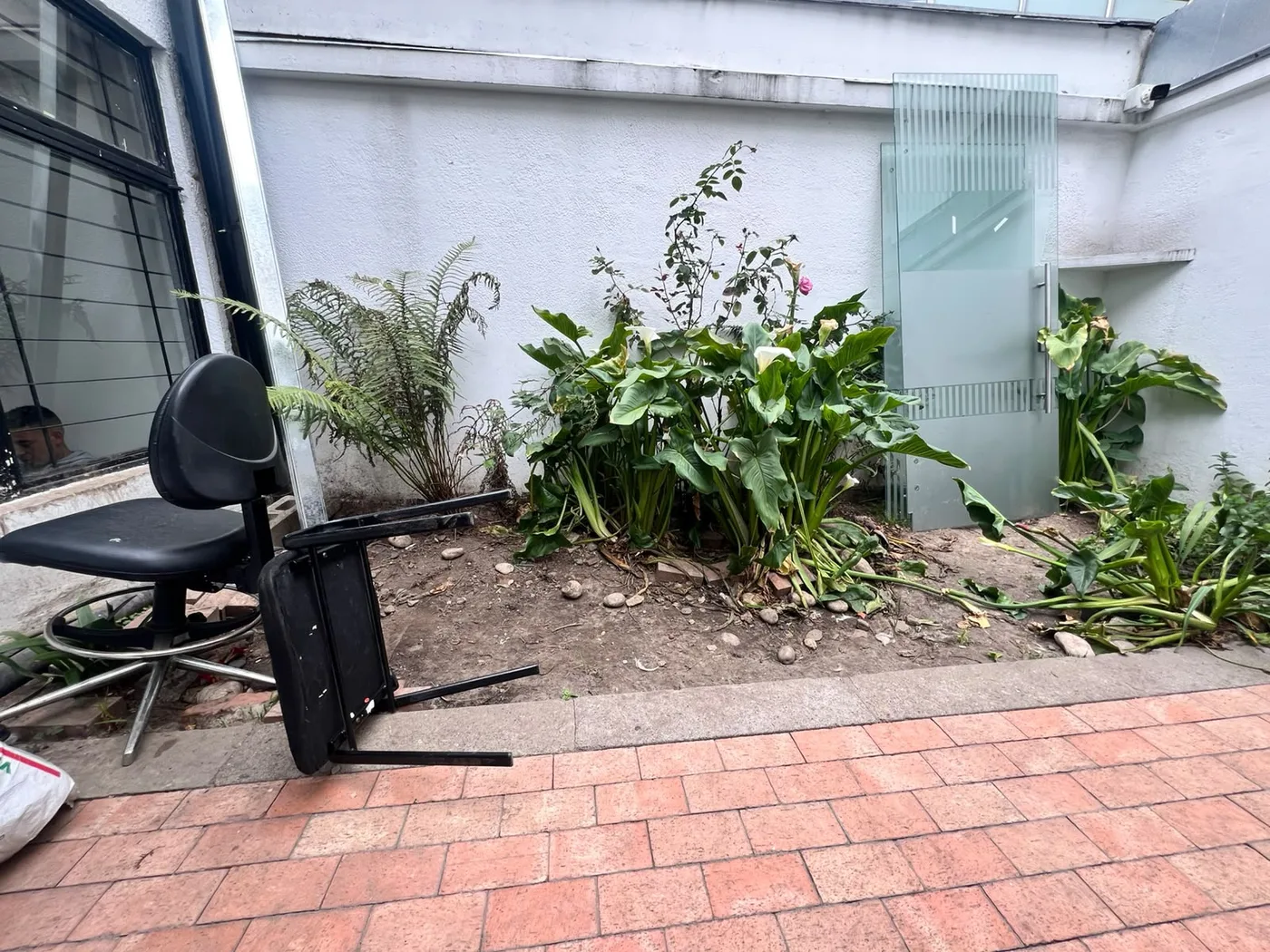 Patio antes del proyecto: tierra suelta y pocas plantas junto a un muro blanco